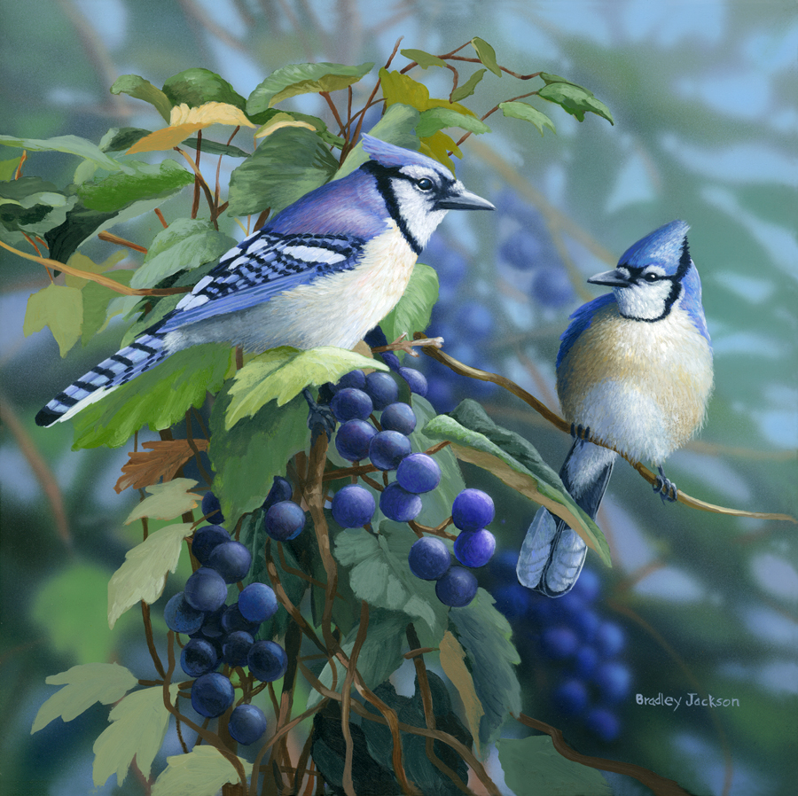 "Vineyard Jays" "Vineyard Jays"